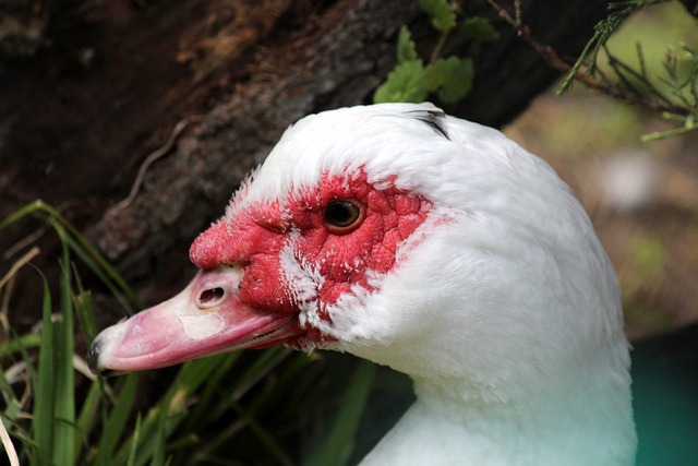 真正伟大的 真正伟大的