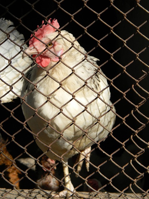 是俄伊战略 是俄伊战略