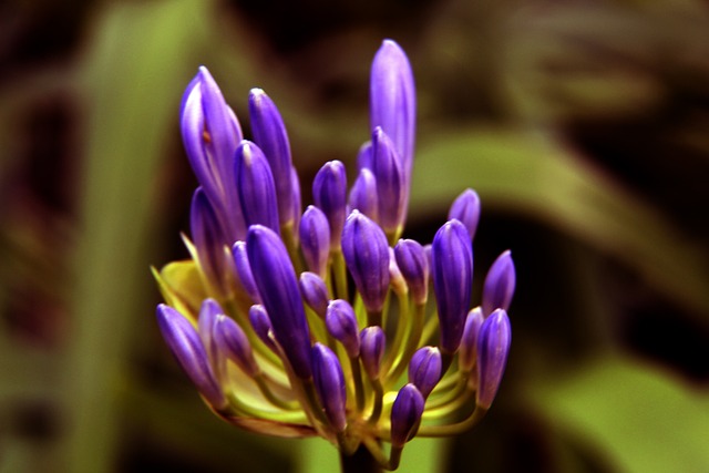 2025中超三大豪门王牌前锋 上港莱昂代替武磊 申花路易斯替马莱莱.