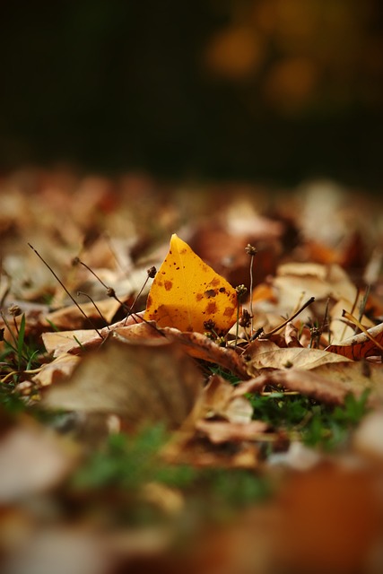 还能够为球 还能够为球